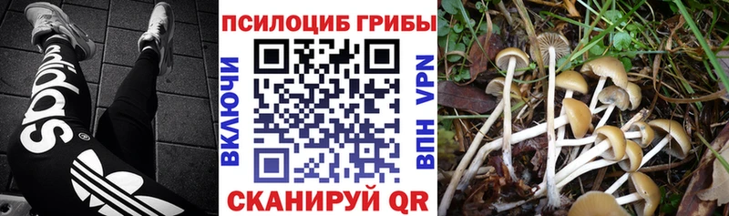 дарнет шоп  Тара  Галлюциногенные грибы прущие грибы 